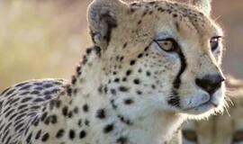 Namibija padovanojo 8 gepardus Indijai
