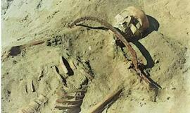 Lenkijoje XVII a. kapinėse aptiktas "vampyrės" skeletas