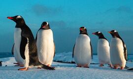 Papuasų pingvinai Antarktidoje