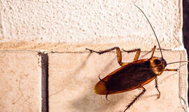 Išsikraustome iš namų, kuriuose yra tarakonų. Kaip jų nepersinešti į naujus namus?