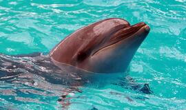 Sonaru Odesos srityje nužudė daugiau kaip 120 delfinų