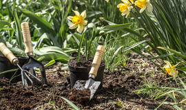 Pavasario darbai: kaip paruošti sodą augimo sezonui?