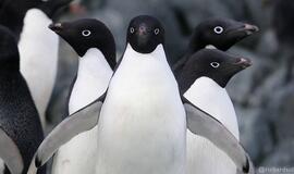 Adeli pingvinai
