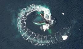 Ukrainos poliarinių sričių tyrinėtojai parodė neįtikėtinas banginių nuotraukas iš drono