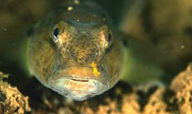 Invazinė žuvis keičia Baltijos jūros rifo buveines