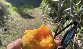 Pitcairn saloje, pakelėje, keliautojas rado gulintį turbūt skaniausią ragautą mangą.