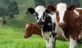 ŽŪM: paramą pieno gamintojams tikimasi išmokėti rugsėjį
