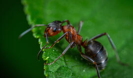 Šylant klimatui, invazinių skruzdėlių ir kitų vabzdžių Europoje daugės.