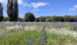 PAVYZDYS. Klaipėdos universitetas šią vasarą savo teritorijoje nepjovė žolės ir per porą mėnesių užaugo graži žydinti pieva. KU nuotr.