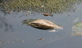 Žuvys Klaipėdos rajono ežere gaišta dėl deguonies stygiaus