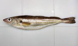 Prie Lietuvos krantų atklydo Paprastasis merlangas. KU nuotr.