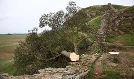 Šiaurės Anglijoje nupjovus „Robino Hudo“ medį, sulaikytas dar vienas įtariamasis. EPA-ELTA nuotr.