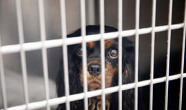 Gyvūnus ginančioms organizacijoms siūloma leisti atstovauti gyvūnų gerovės interesus teismuose