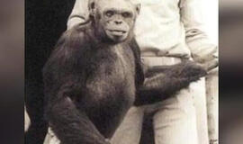 Šimpanzė Oliveris, kadaise reklamuota kaip žmogaus ir beždžionės hibridas