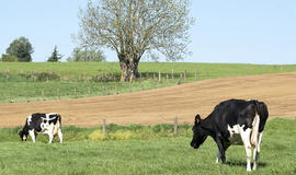 Pieno įstatymas kiršina ūkininkus. Pixabay nuotr.