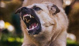 Agresyvus šuo