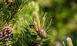 Nauda iš pušų spyglių