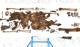 Nors valdžia atgavo didžiąją dalį skeleto, jo kaukolės vis dar nėra