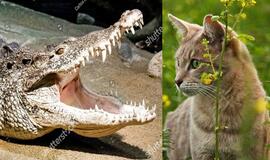 Krokodilas ir katė