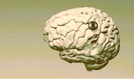 Smegenys