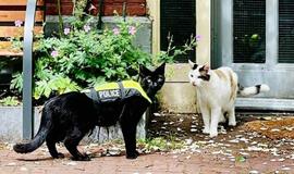 Katinas policininkas