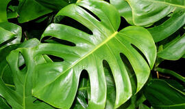 monstera