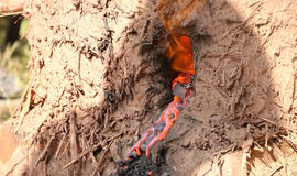 Geležies gimimas molinėse įsčiose