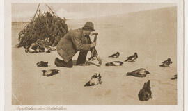 Varnų gaudymo mitai ir faktai