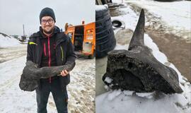 Stepinio stumbro kaukolės fragmentas