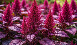 Vietoje brangių rožių – vyšnių spalvos krūmas