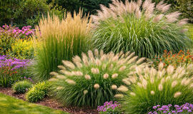 Ilgaamžiai dekoratyviniai augalai jūsų sodui