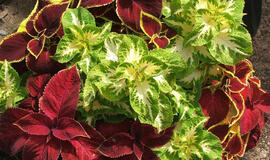 5 kambarinių augalų rūšys, kurias  lengva užsiauginti iš sėklų