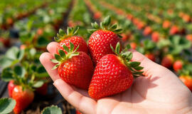 Ne braškės, o sodininko laimė