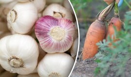 Ką sodinti šalia česnakų: geriausi kaimynai gausiam ir sveikam derliui užauginti