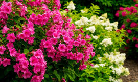 3 nelepios daugiametės gėlės jūsų sodui