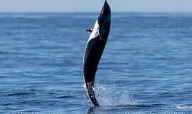 Delfinas naudoja uodegą, kad išlaikytų vertikalią padėtį