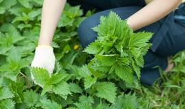 Dilgėlė naudingesnė už mėsą ir pieną