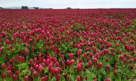 12 augalų, kurie kartą ir visiems laikams išvaduos sodą nuo piktžolių