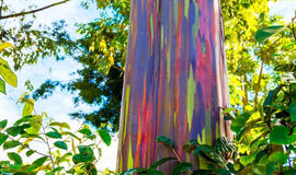 Pasaulyje yra tik vienas medis, panašus į vaivorykštę