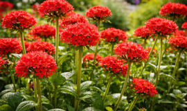 Graži kaip pilnavidurė rožė, ištverminga kaip piktžolė