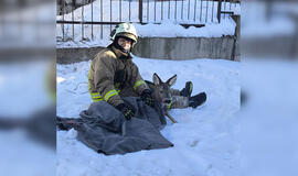 Ugniagesys gelbėtojas su išgelbėta stirna