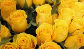 Geltonos rožės