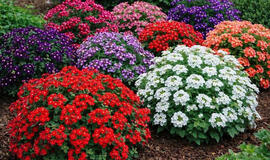 neįtikėtino grožio gėlė, kuri žydi visą vasarą