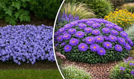 Kaip užauginti gėles ten, kur niekas neauga