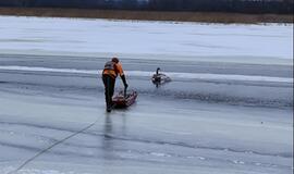 Gulbės gelbėjimo operacija