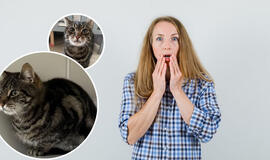 moteris sulaukė skambučio apie dingusį katiną Nedą