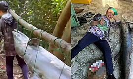 Ištraukė žmogaus dydžio skumbrę