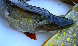 Nuo vasario 1 d. įsigalioja draudimas žvejoti lydekas Lietuvoje