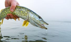 Nuo vasario 1-osios, lydekas gaudyti griežtai draudžiama