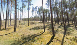 Kuršių nerija, miškai